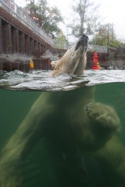 Attraktion Eisbär