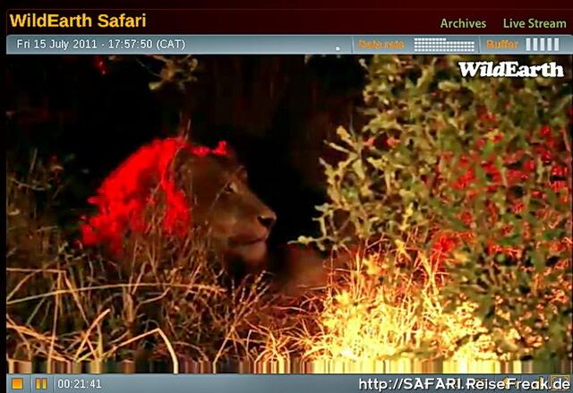 Löwe beim Night Game Drive geheimnisvoll angestrahlt