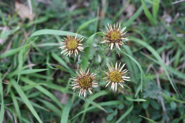 Golddistel