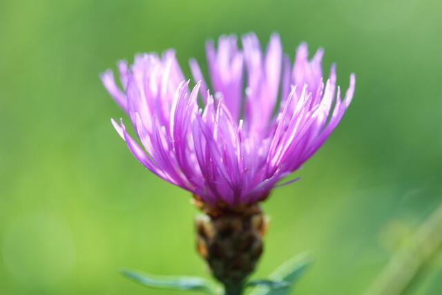 Flockenblume