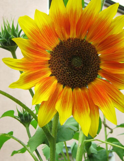 Die Sonne kommt zurück