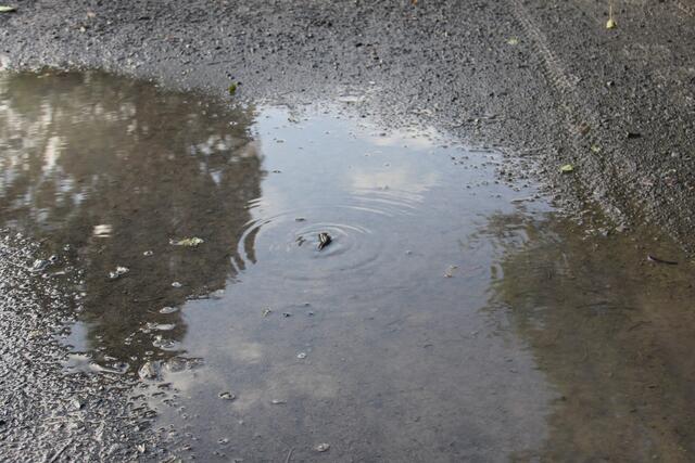 Durch die Bewegung entstehen die Wasserringe und verraten den kleinen Kammmolch