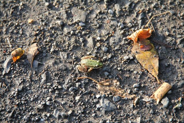Ein kleiner Jungfrosch