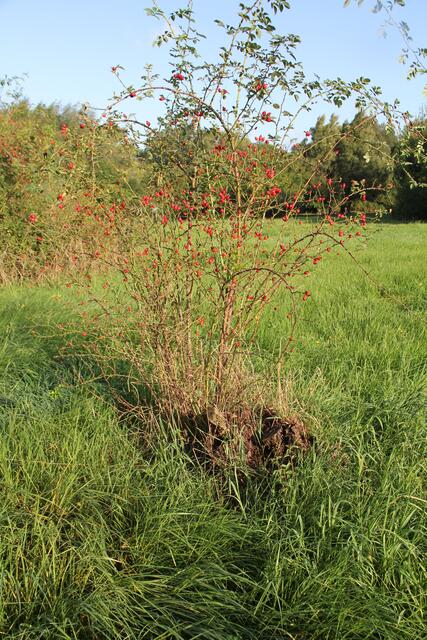 Kleine Gehölze in der angrenzenden Wiese