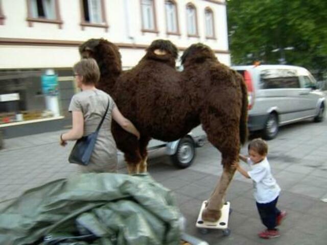 Nachwuchslogistiker Brian wechselt die Rollen und unterstützt mich als Kamelführer, indem er von hinten antreibt.