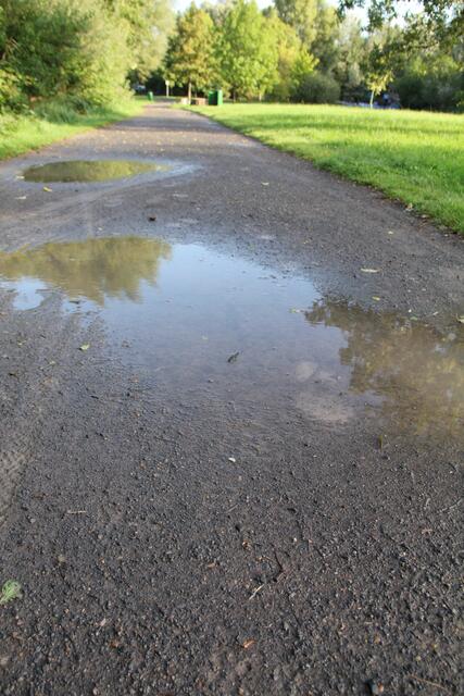 Nicht leicht zu erkennen, der kleine Kammmolch in der Pfütze auf dem Weg