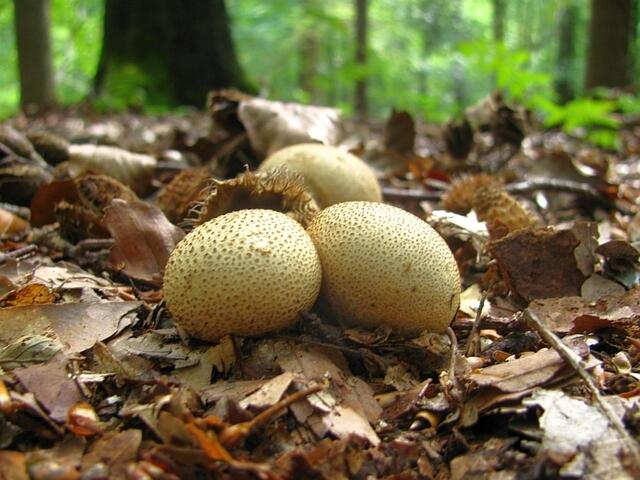 Kartoffelbovist (Scleroderma citrinum)