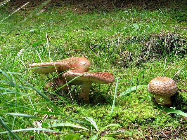 Pantherpilz (Amanita pantherina)