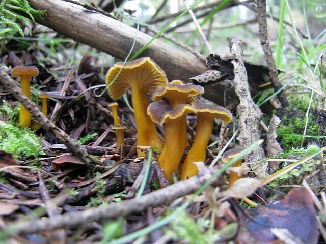 Trompetenpfifferling (Craterellus tubaeformis)