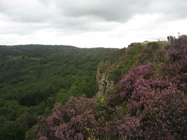 Auch in England und schottland blüht die Heide oft über weite Flächen. Ein wunderbarer Anblick....