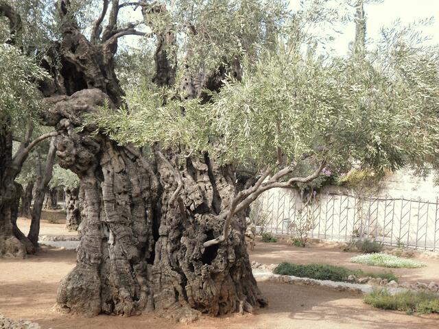 Garten GETSEMANE
