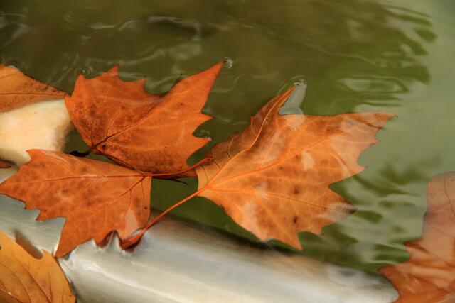 Der Herbst scheint zu kommen