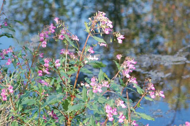 Springkraut am Altwasser