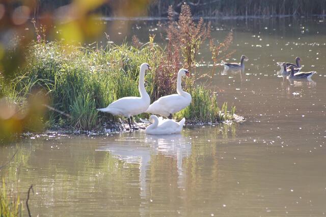 Schwanenfamilie