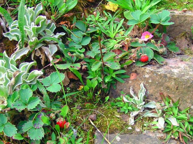 Erdbeeren mit rosa Blüten