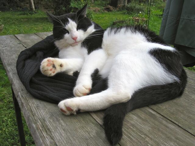 ... aussieht wie dein Pullover???