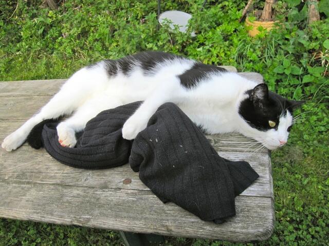 Stellt hier noch jemand Ansprüche an meine Kuscheldecke?