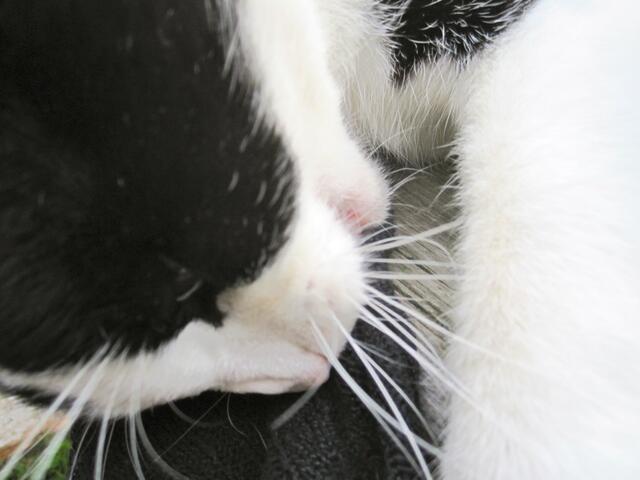 Ich werde jetzt auf meiner Kuscheldecke einschlafen - schnurr.