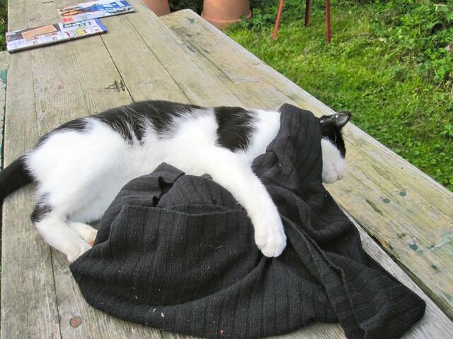 Habe ich Stimmen gehört?