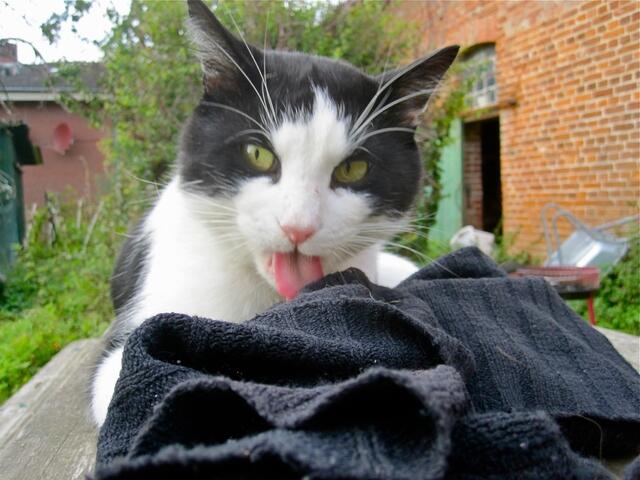 Wenn ich daran lecke, möchtest du das Ding sicher nicht mehr wiederhaben, oder?!!?