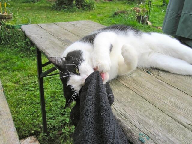 Öy - Hilfe- meine Decke - Diebstahl!!!! Die gehört mir! Wie gemein.