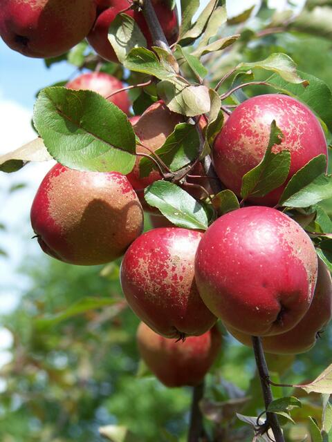 jede Blüte ein Apfel?