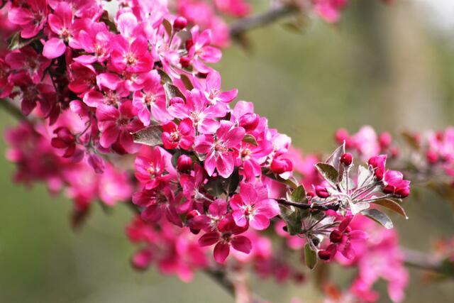 Zur Erinnerung: Das war die Blüte