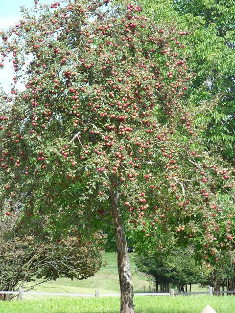 Reiche Ernte 2
