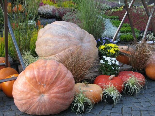 Ganz zum Schluss...... ganz dicke Dinger !!!
