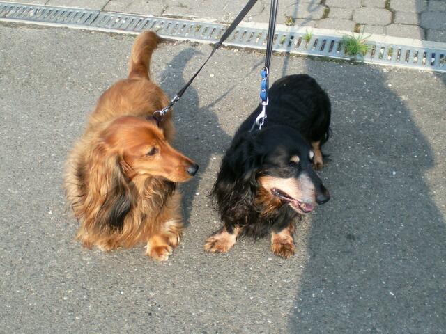 im Hundehimmel sehen wir uns wieder!