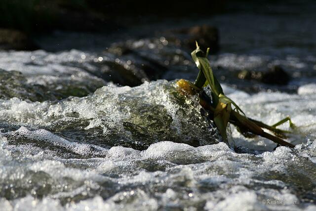 wilder Fluss