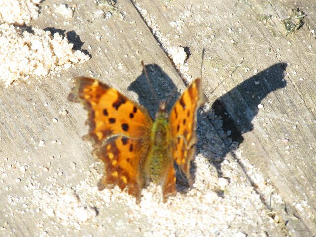 Der C-Falter und sein Schatten