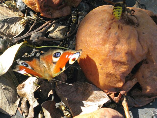 Tagpfauenauge, Wespen und Hornisse an einer faulen Birne