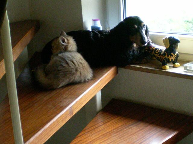 nach "dem Tag" lag Isaac eingerollt auf dem Platz und trauerte