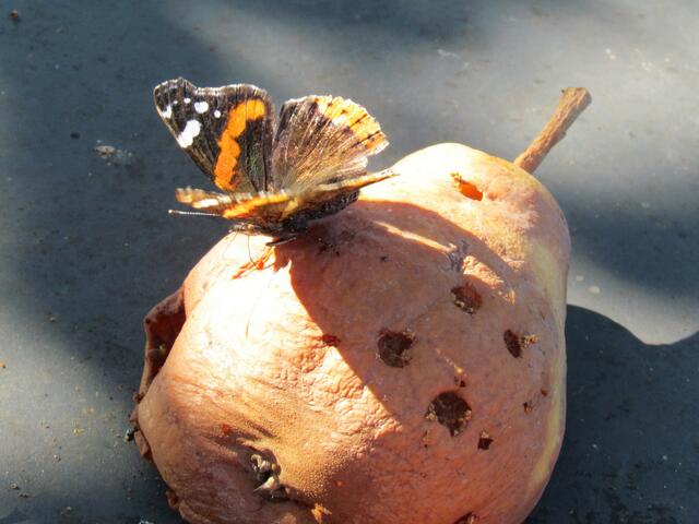 Der Admiral und seine faule Birne