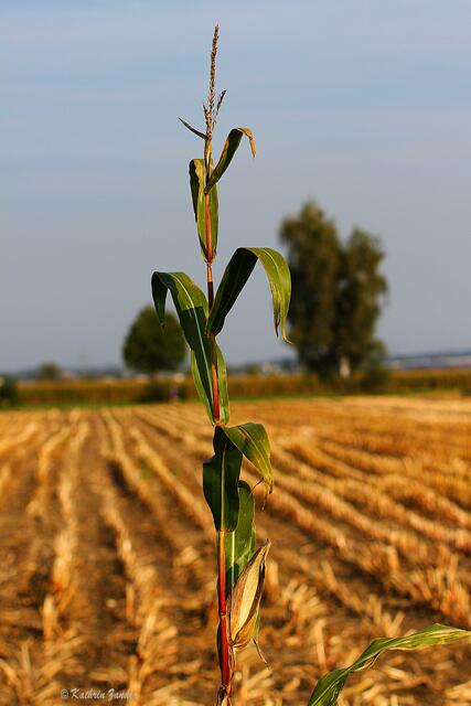 vergessen auf dem Feld