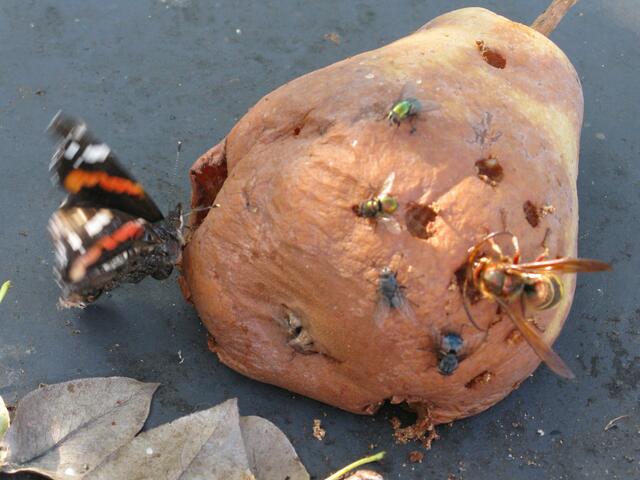Auch hier hatte es einige unterschiedlich Insekten an der faulen Birne