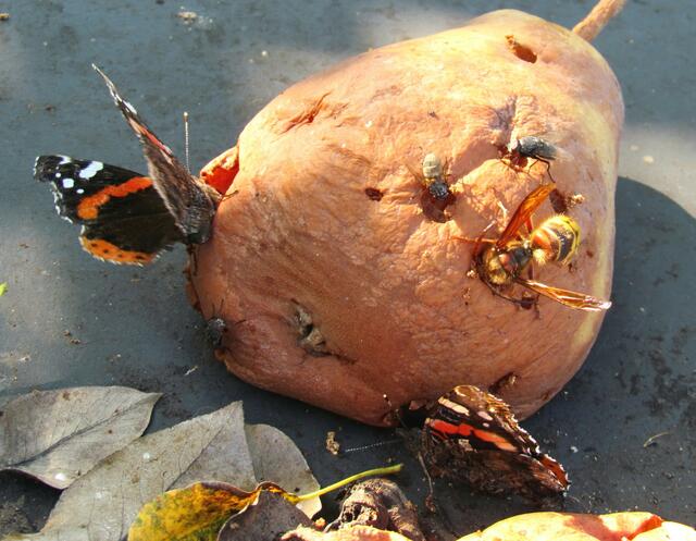Admiral, Hornisse, Fliegen und Wespen an dieser faulen Birne
