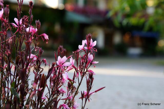 Sommerbilder 2011 - unterwegs in Deutschland. Impressionen vom Schliersee und seiner Umgebung