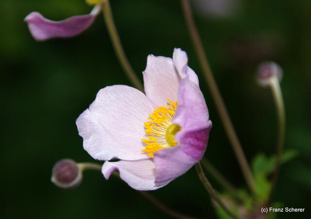 Sommerbilder 2011 - unterwegs in Deutschland. Impressionen vom Schliersee und seiner Umgebung