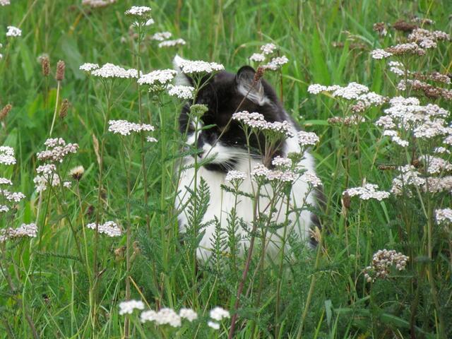 Eine Katze auf der Jagd, aber im Ortsbereich von Ahrdt