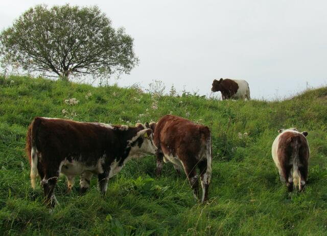Zur Beweidung der Grünflächen diese schönen Rinder