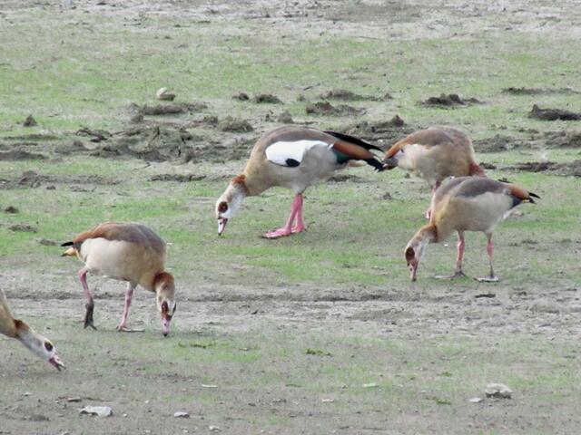 Die Gruppe Nilgänse im leergelaufenen Freizeitsee