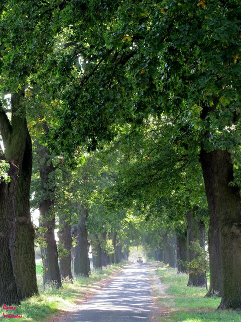 Naturdenkmal  Eichenallee