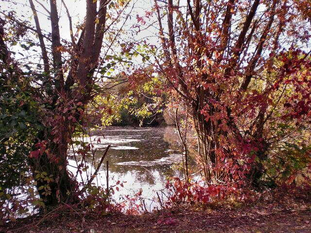 Herbststimmung am See