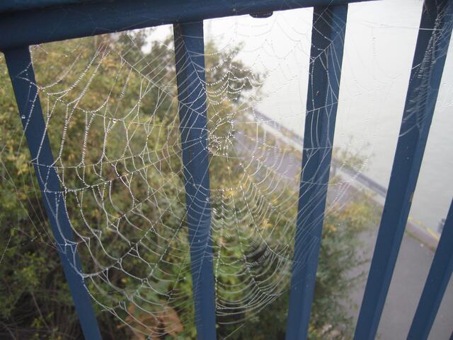 Spinnennetze sind bei Nebel noch mal so schön