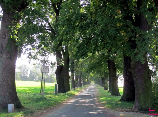 Naturdenkmal  Eichenallee