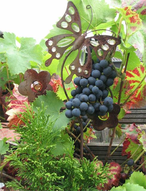 Auch auf der Dachterrasse kann man Wein ernten!
