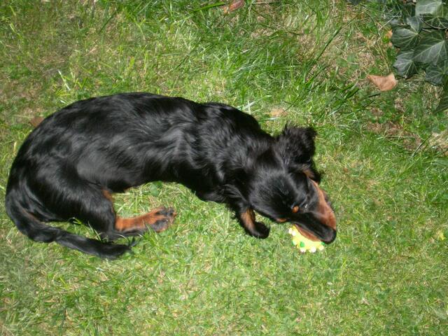 den Balli hole ich schon