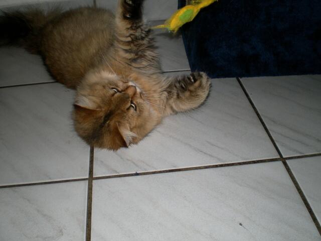 ich zeig dir die Krallen....